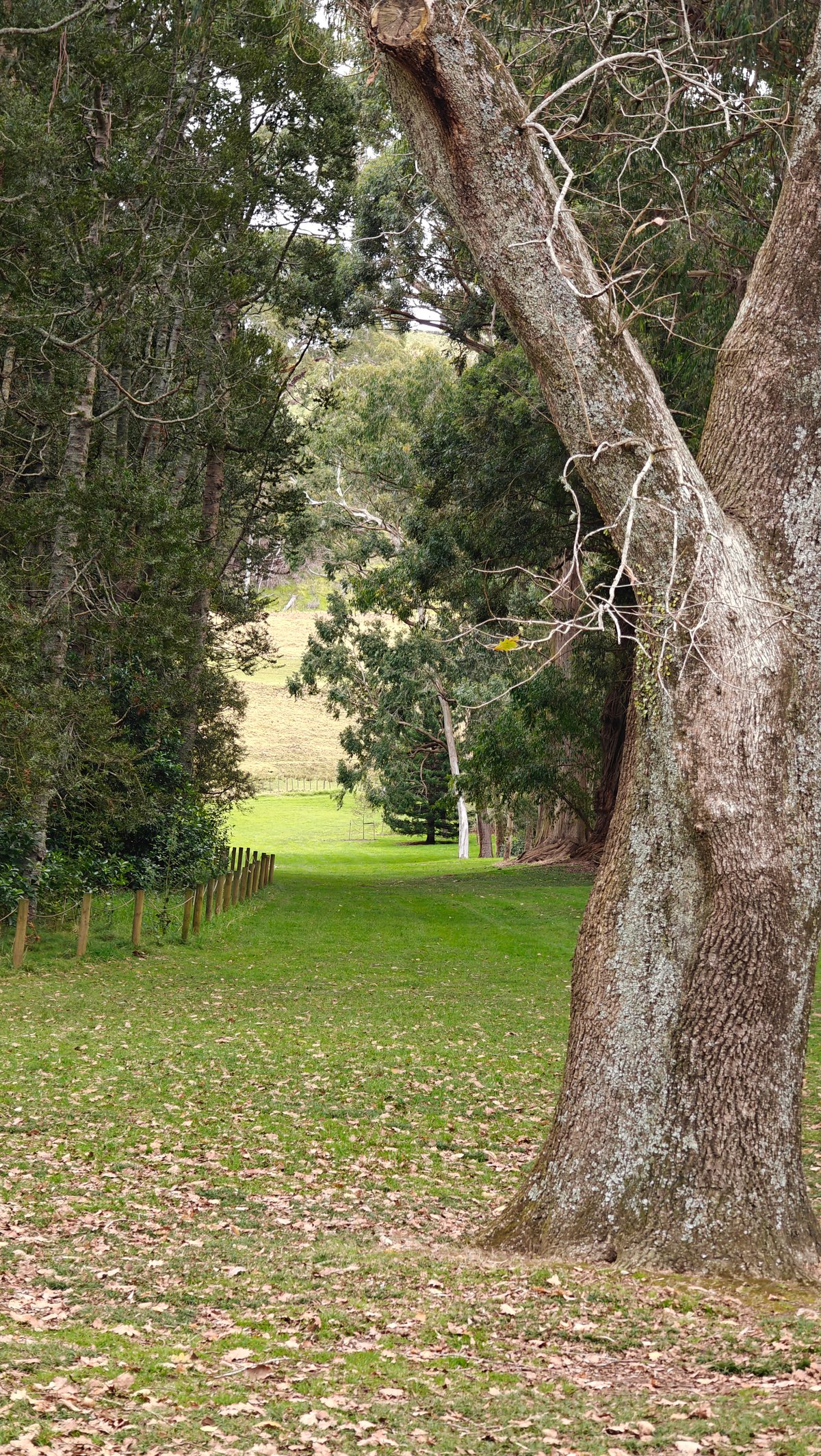 A large tree trunk with the park opening