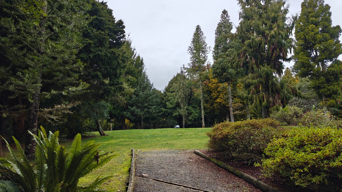 A lawn with conifers and a gravel path