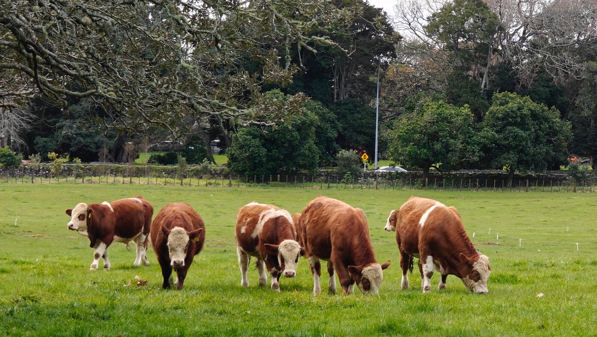 A line of Herefords grazing across the open
