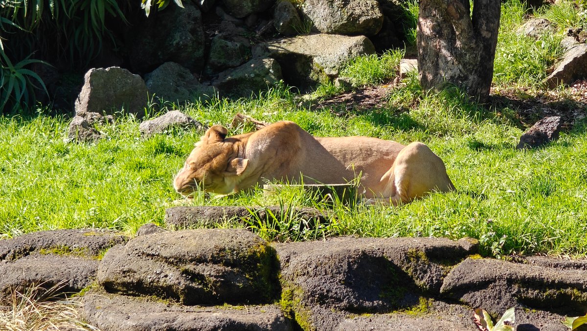 A lion resting in the long grass.