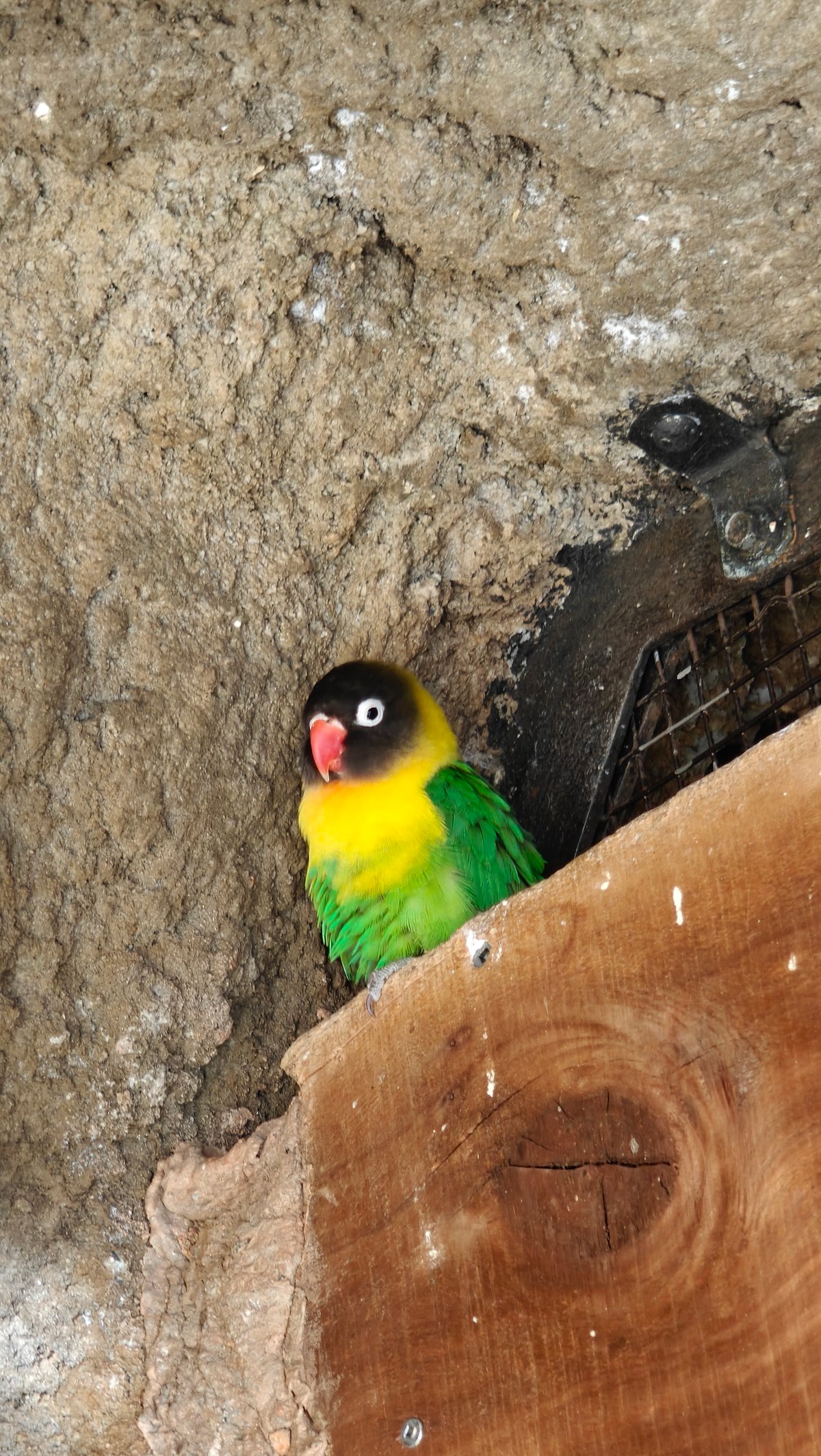 A lovebird perched at the mouth of a
