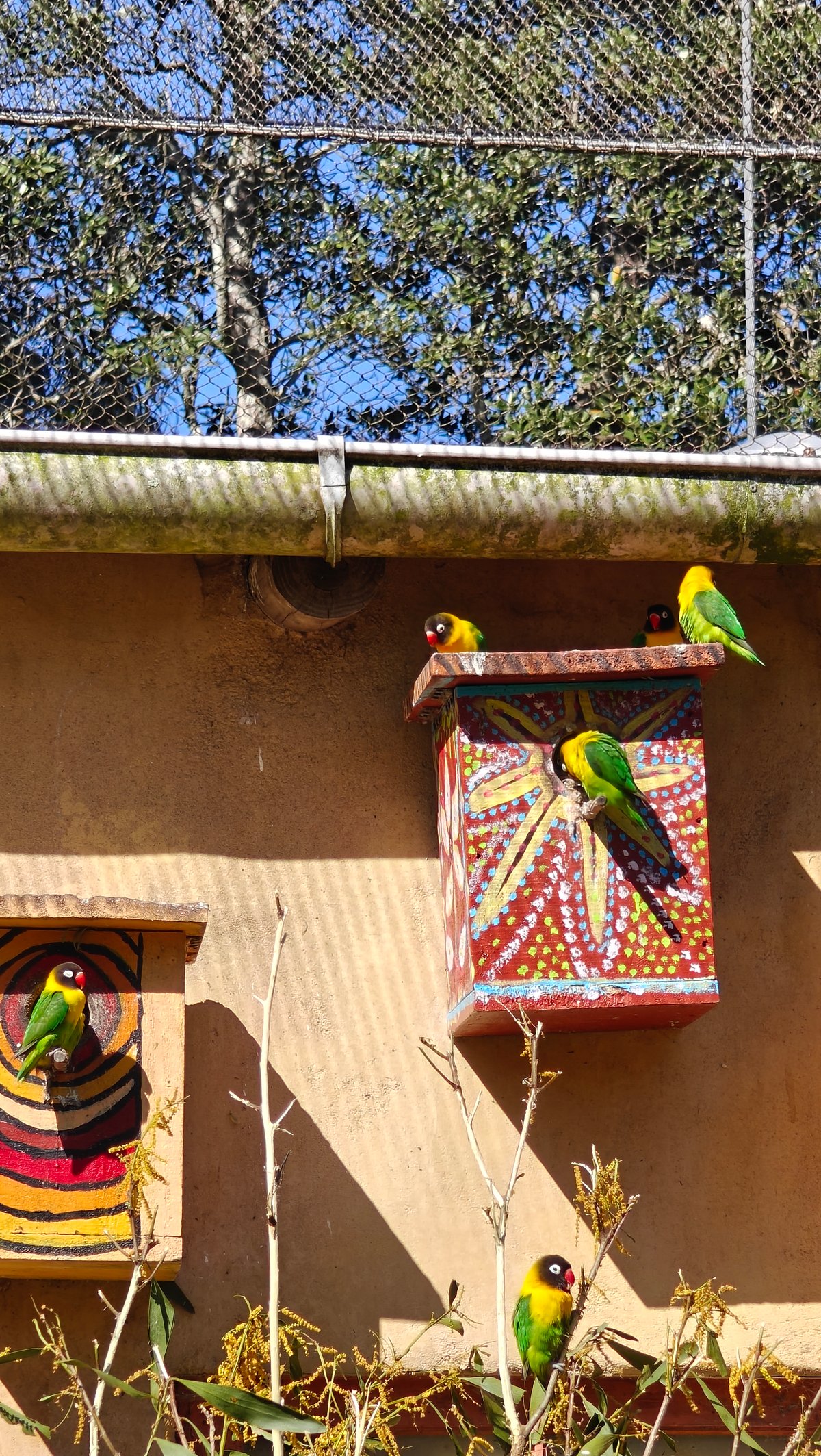 A lovebird sitting in one of the painted