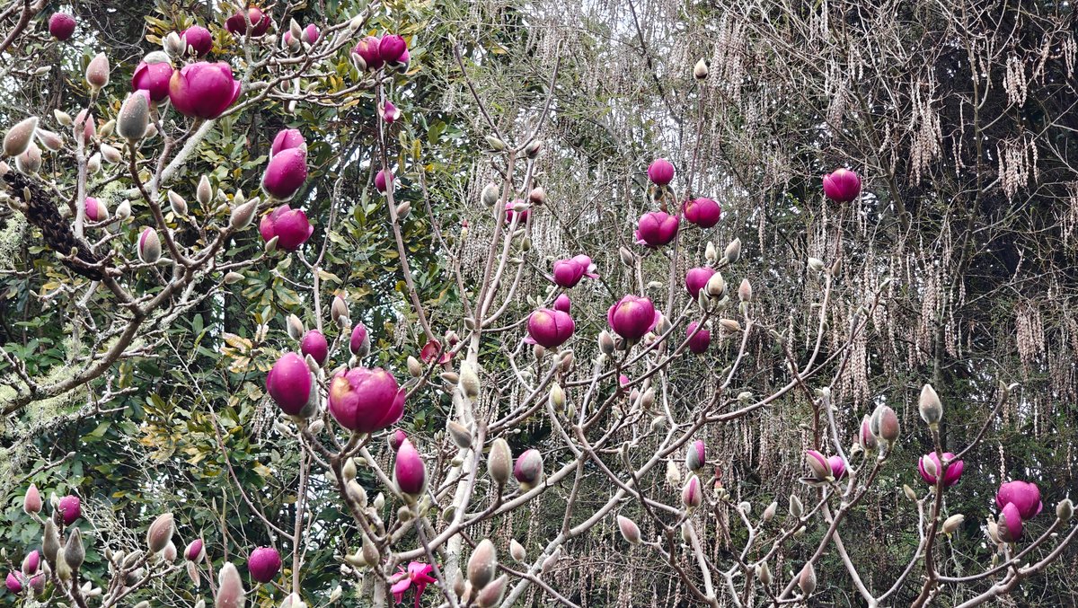 A magnolia in deep pink bud and flower