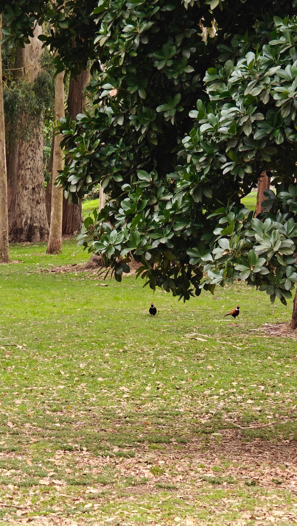 A magnolia in leaf on the lawn with