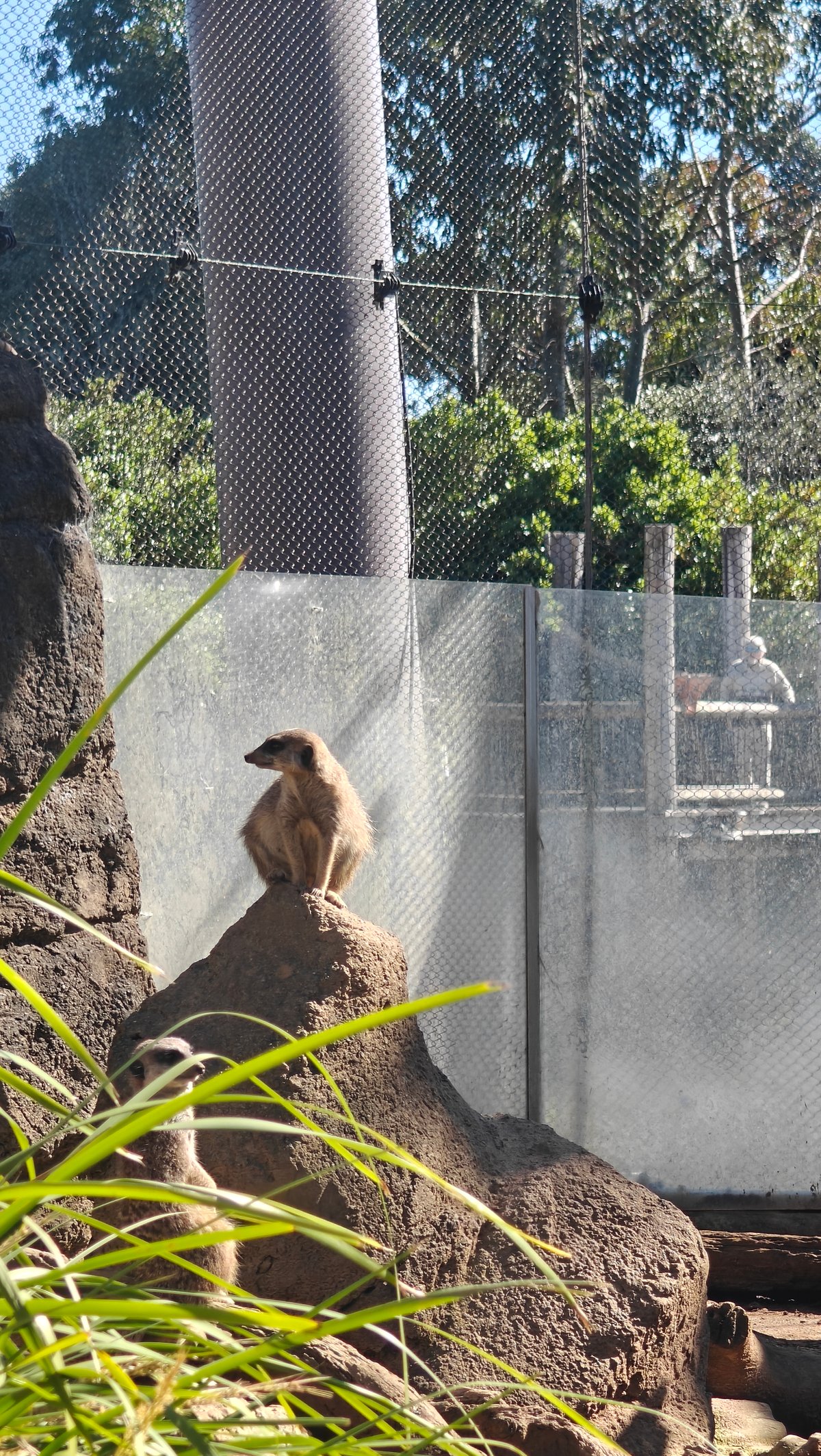A meerkat up on a termite mound behind