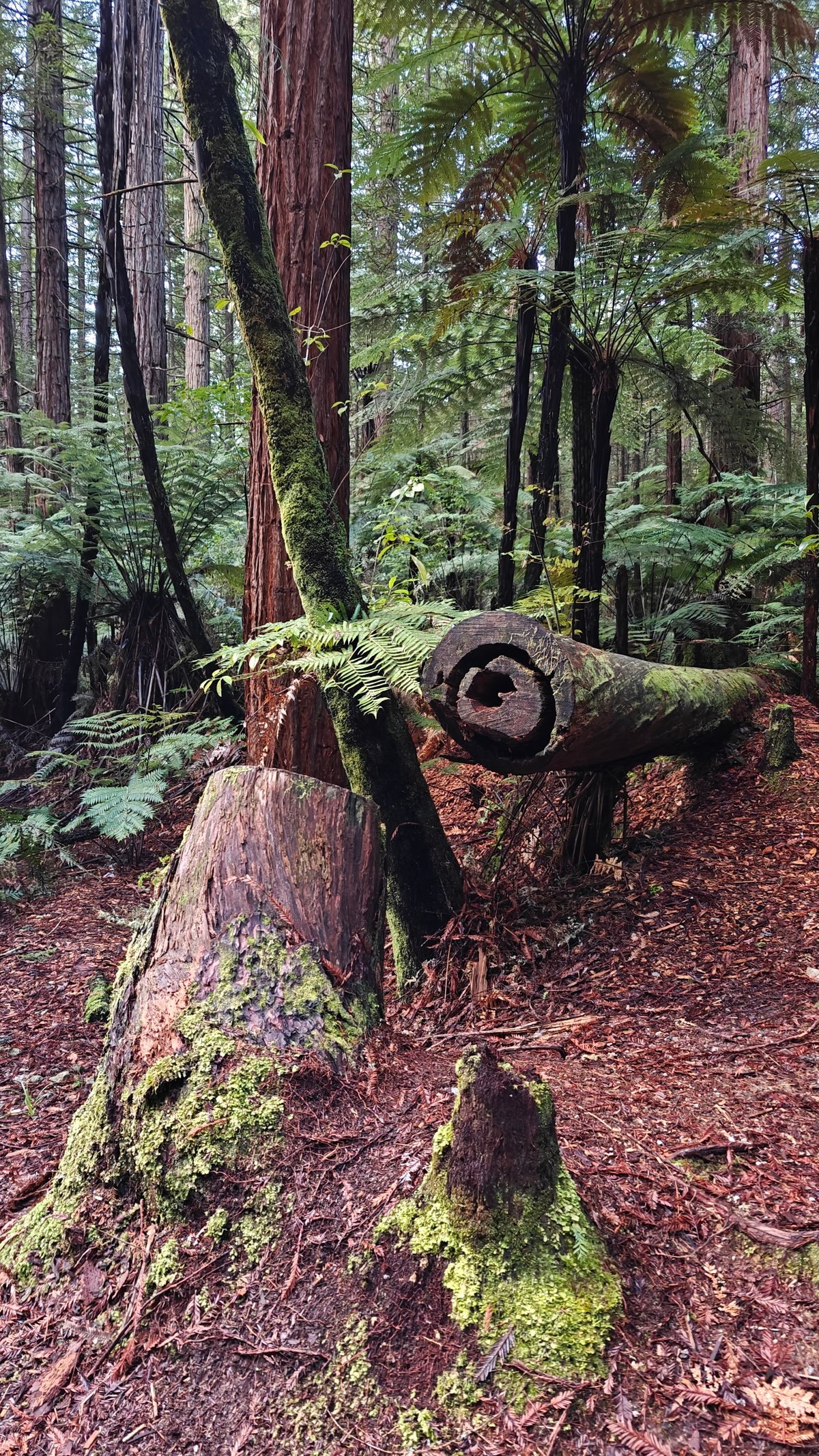 A moss-covered stump with a hollow burnt into