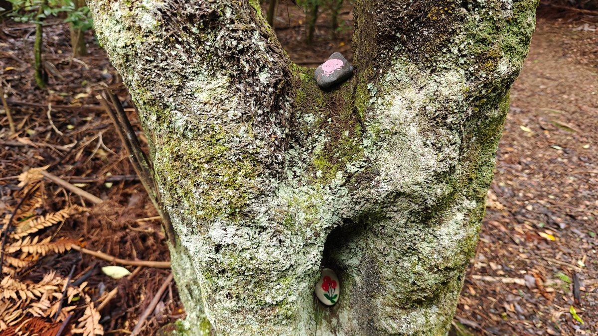 A mossy trunk beside the track with fungus