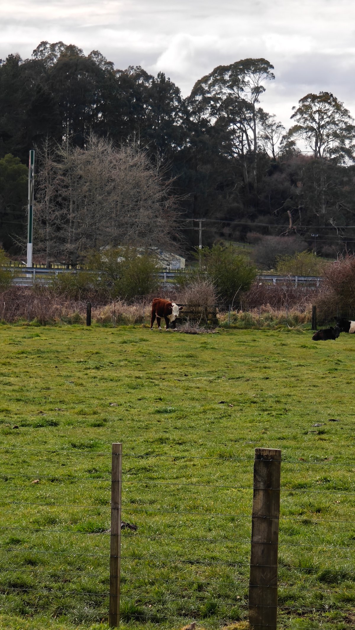 A paddock seen past a fence post with