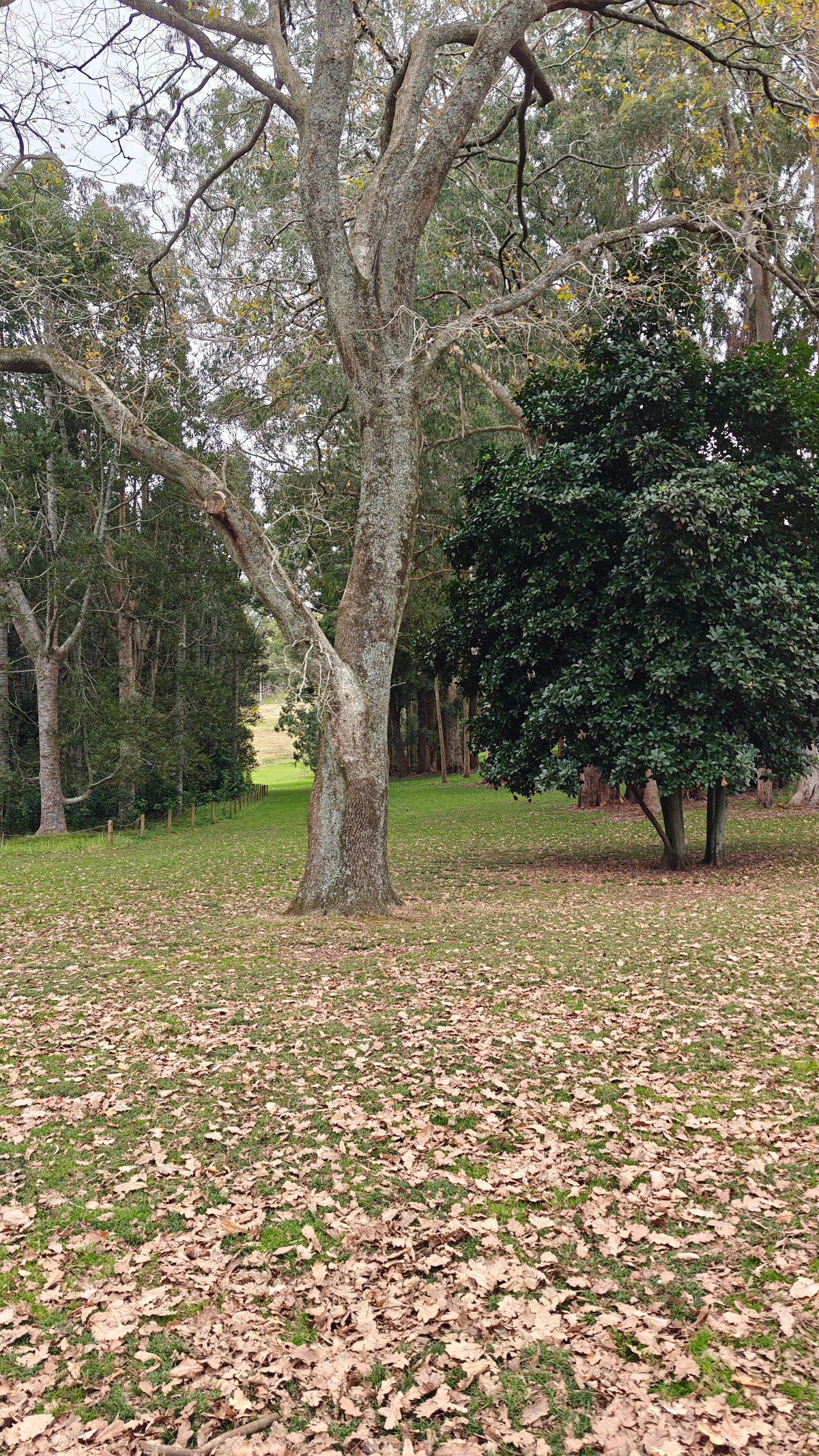 A pale-barked tree standing over deep leaf litter.