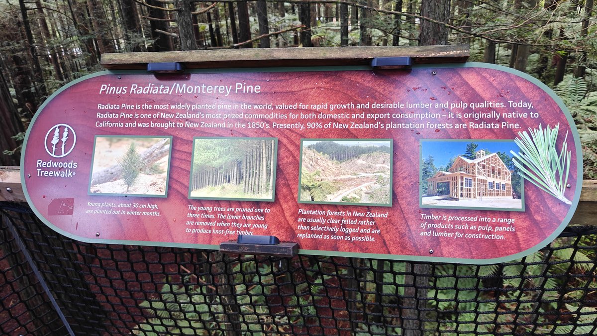 A panel about Pinus radiata, the Monterey pine,