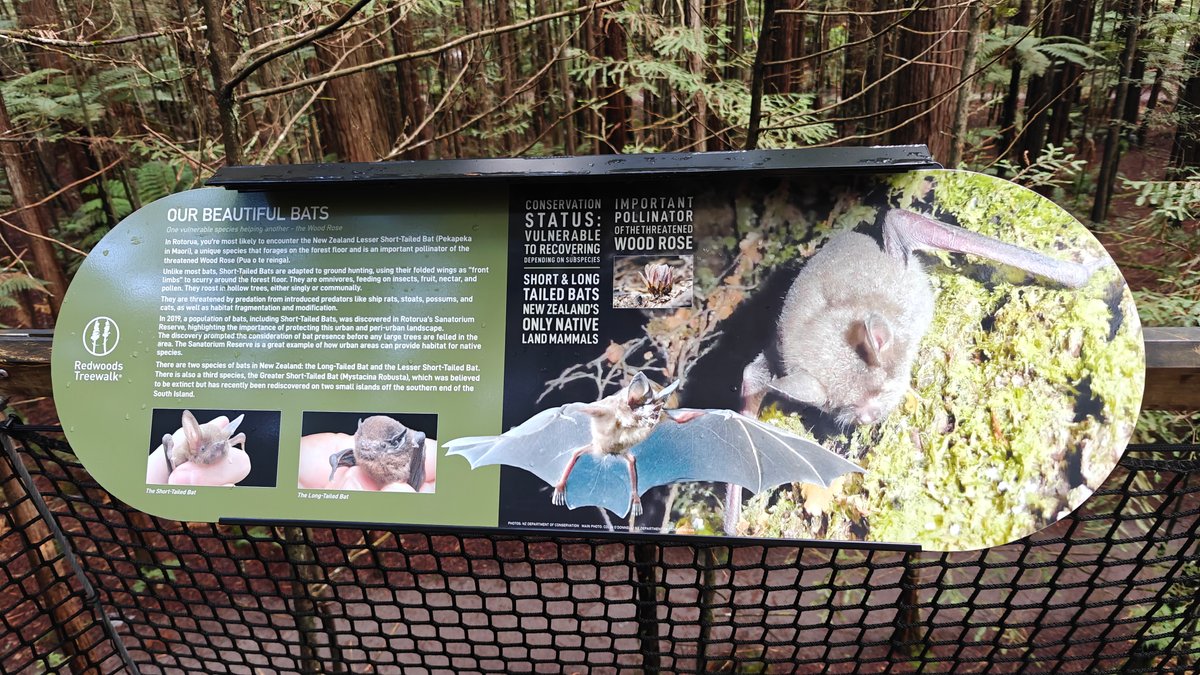 A panel about the forest's bats and native