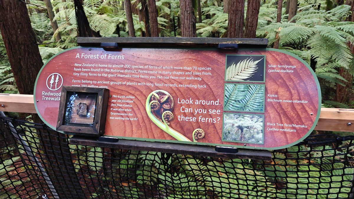 A panel headed A Forest of Ferns with