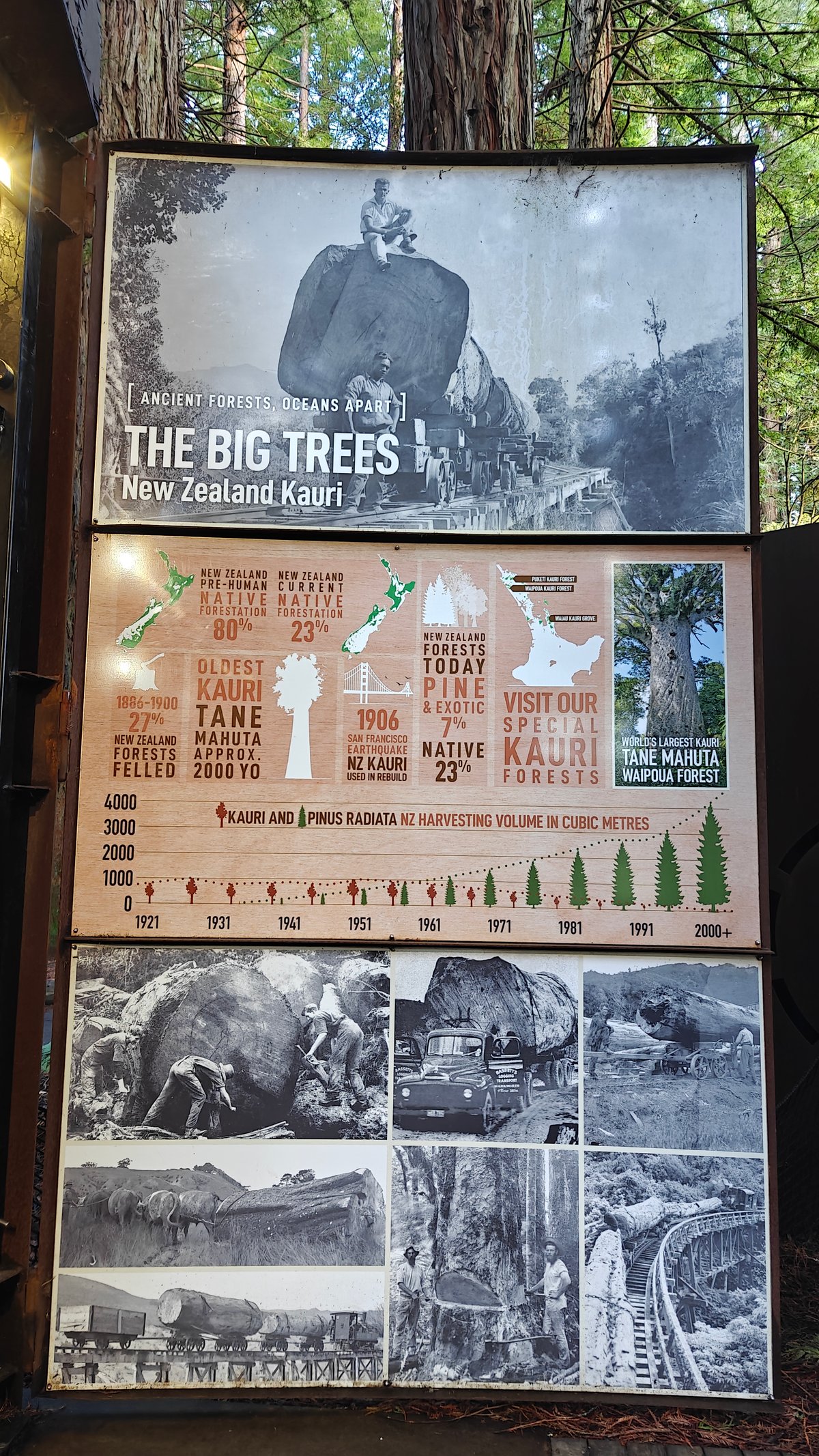 A panel headed THE BIG TREES / New
