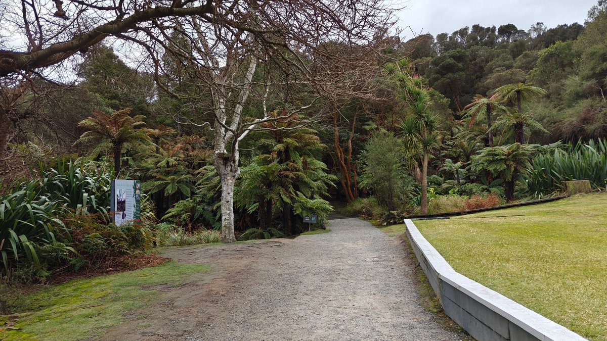 A path leading into the bush past tree
