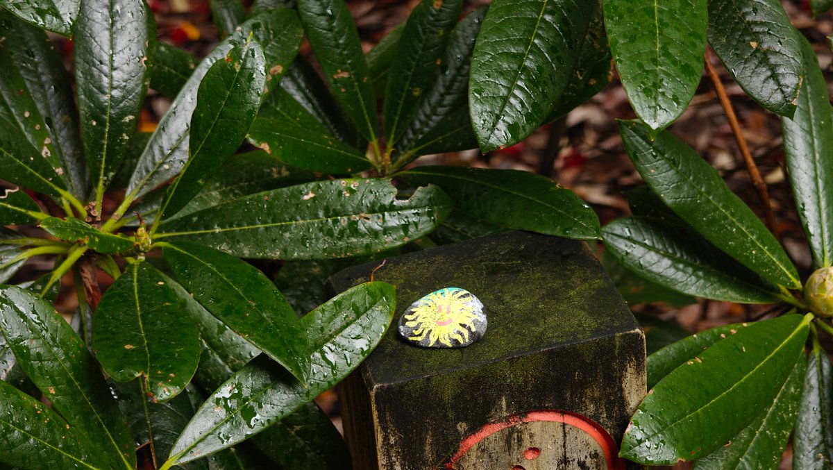 A plant label on a cut stump with