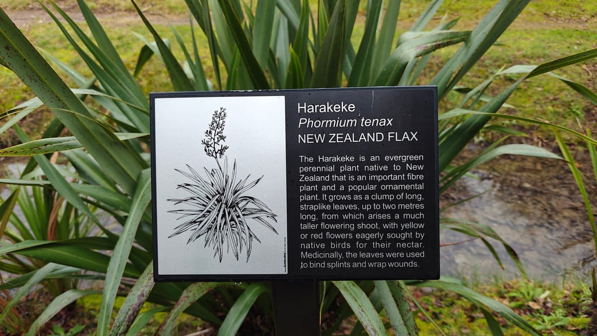 A plant label reading Harakeke, Phormium tenax, NEW
