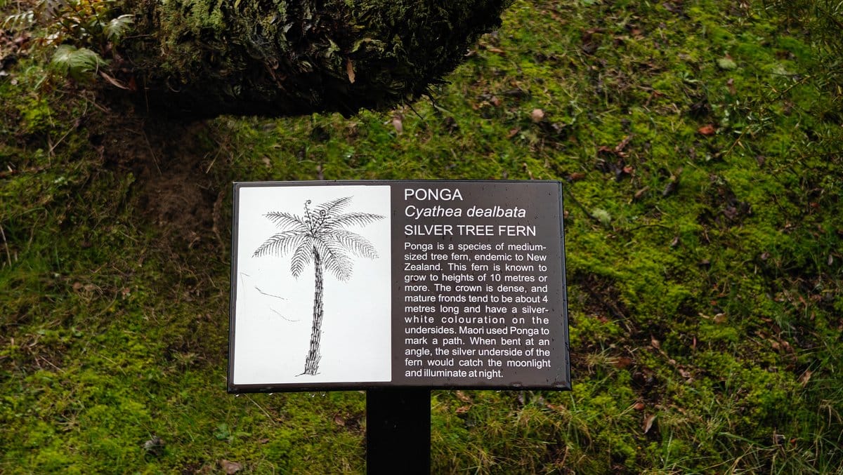 A plant label reading PONGA, Cyathea dealbata, SILVER