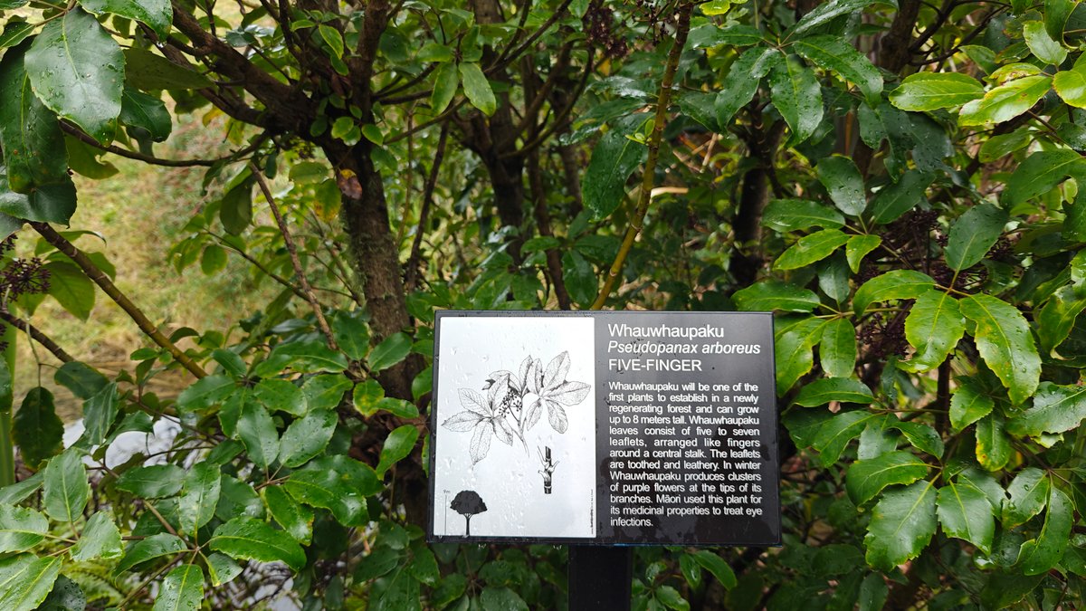 A plant label reading Whauwhaupaku, Pseudopanax arboreus, FIVE