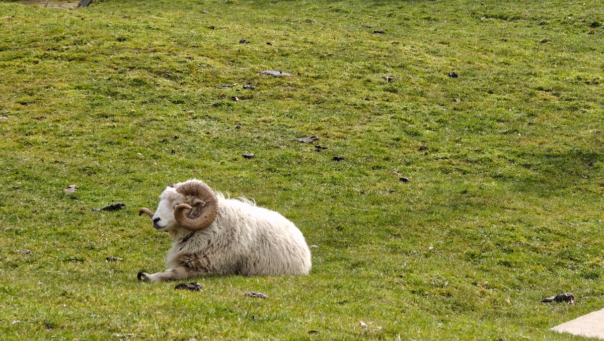 A ram lying down in the paddock.