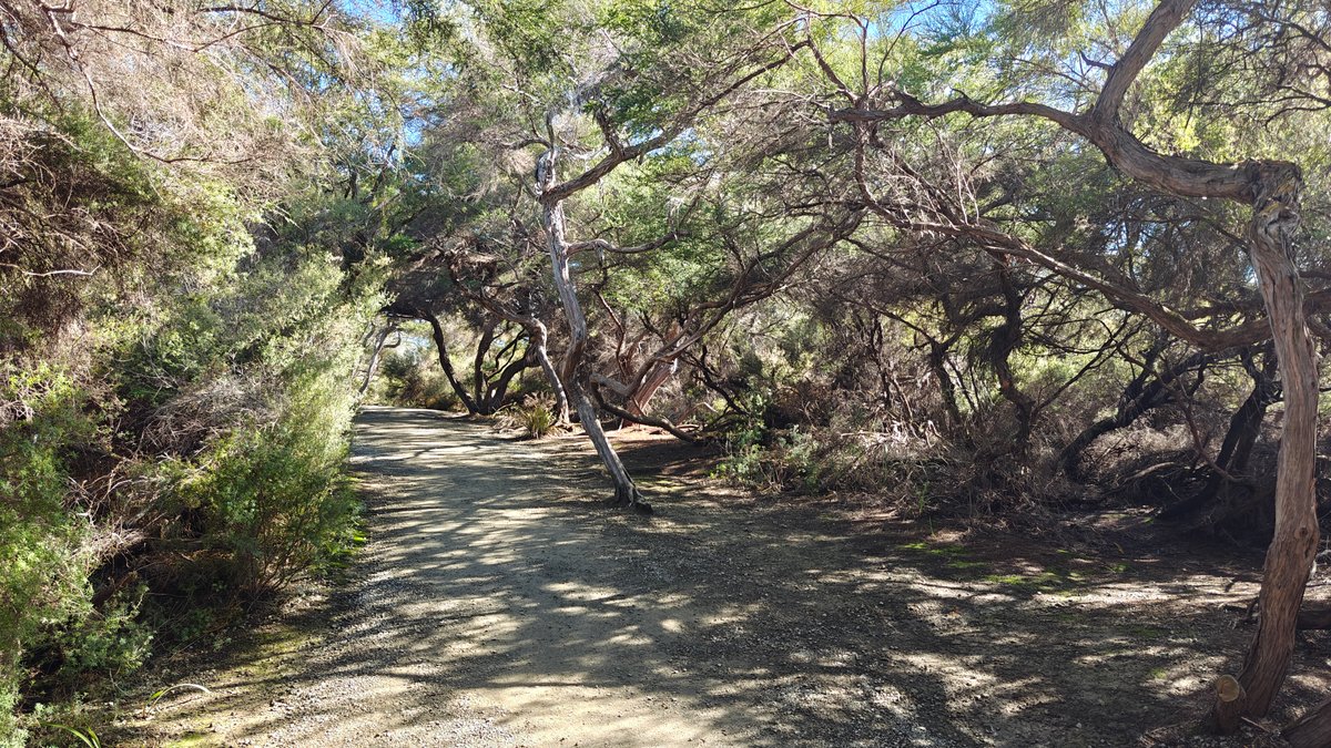A shaded bush path running under the mānuka.