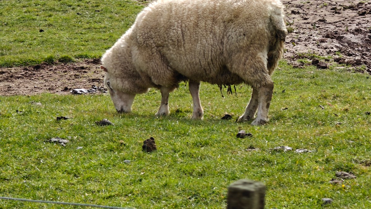 A sheep grazing head down on the slope.