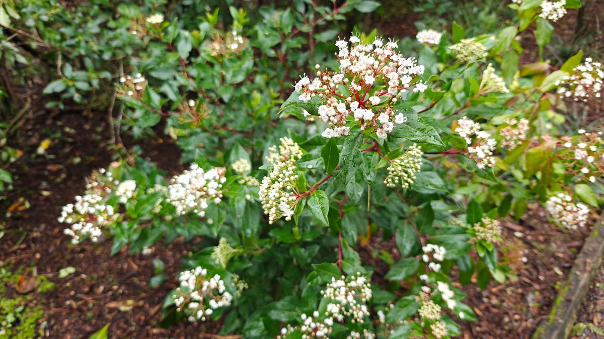A shrub covered in small white blossom.