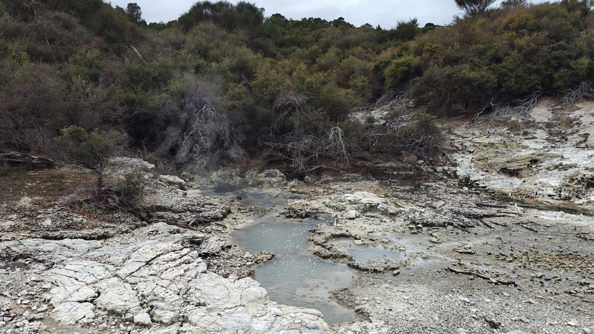 A stream running through the reserve between bush