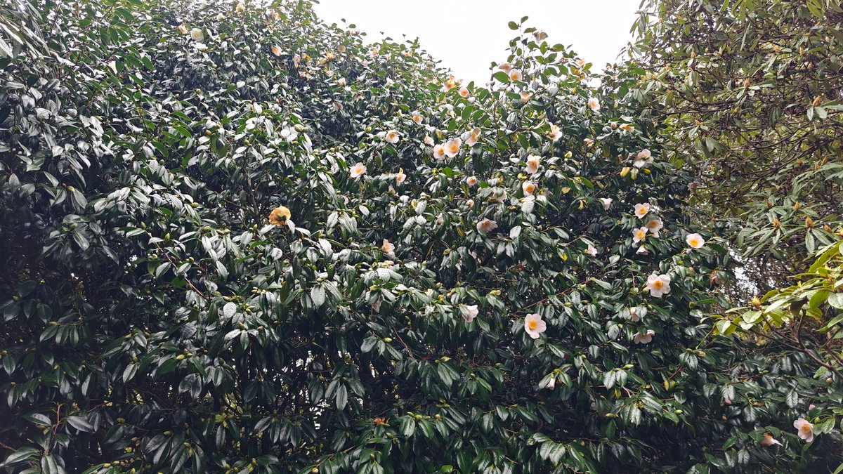 A tall camellia hedge covered in white flower.