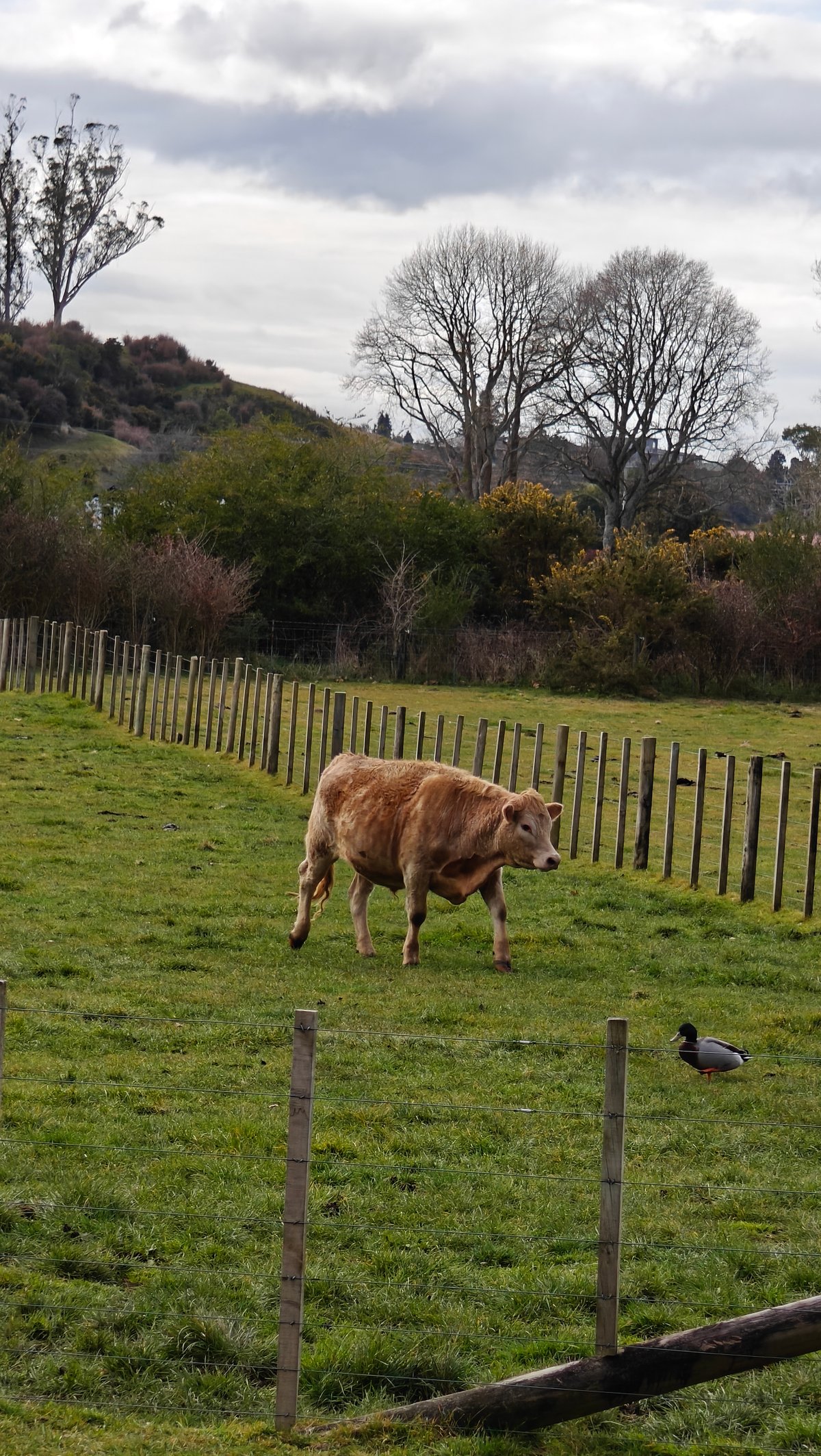 A tan cow standing in the paddock.