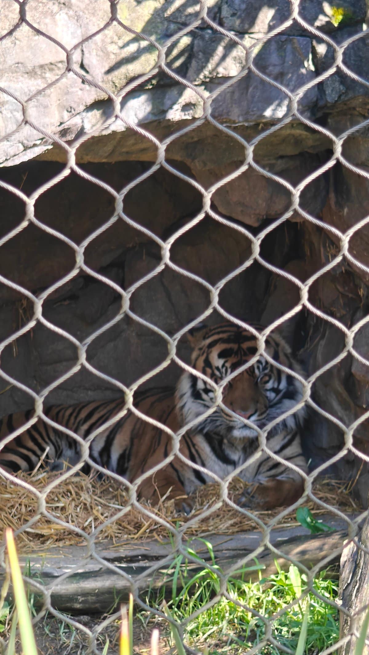 A tiger lying down seen through the chain-link