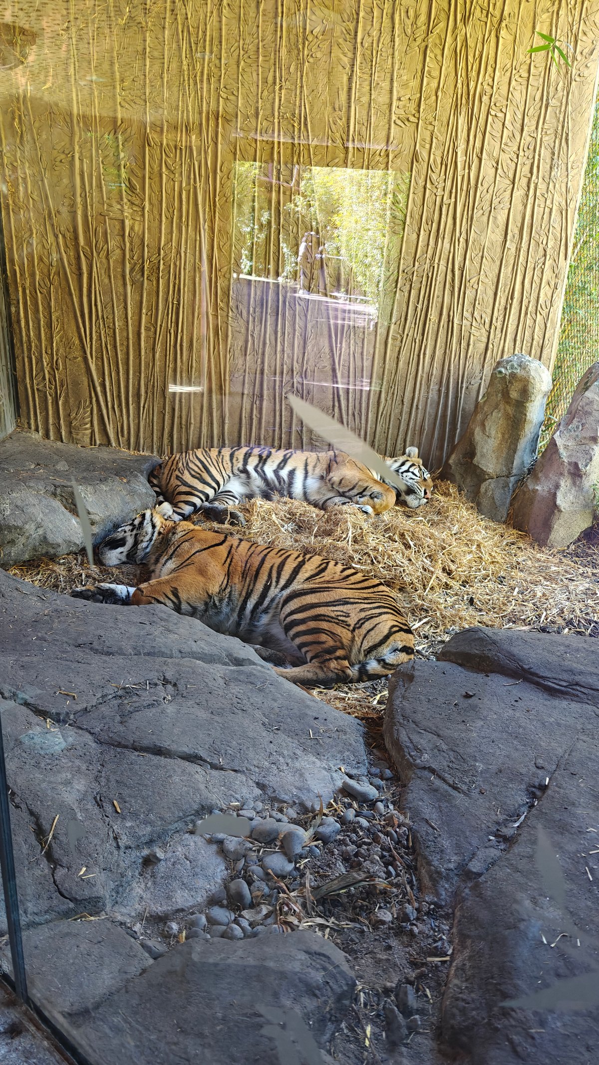 A tiger stretched out on the rocks in