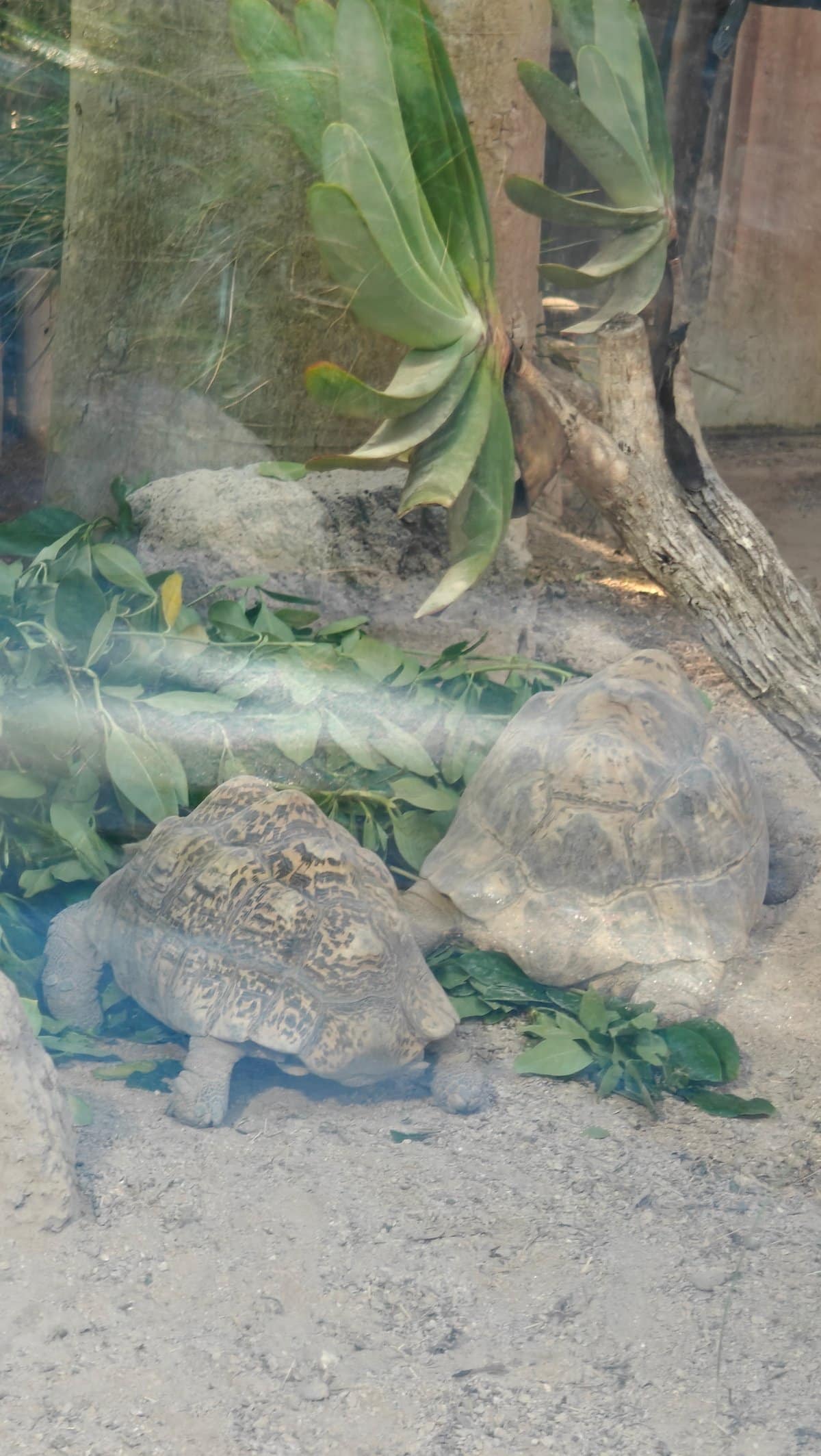 A tortoise among the foliage behind the glass.