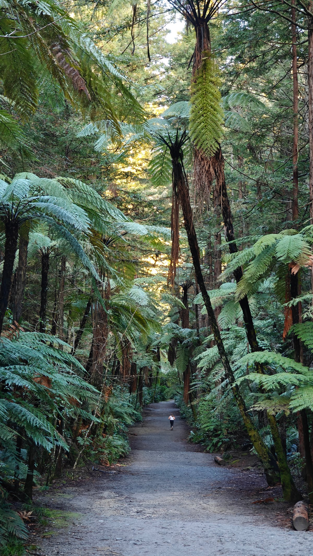 A track threading through tree ferns beneath the