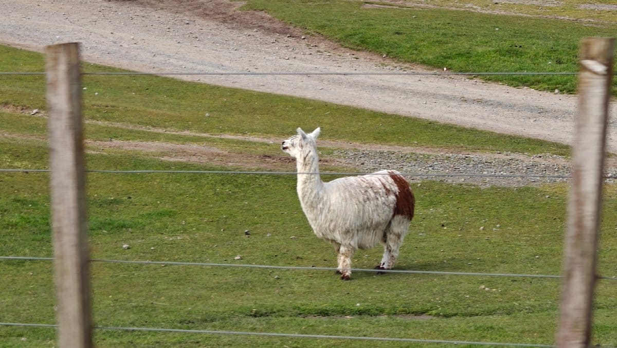 A white alpaca standing squarely on the farm