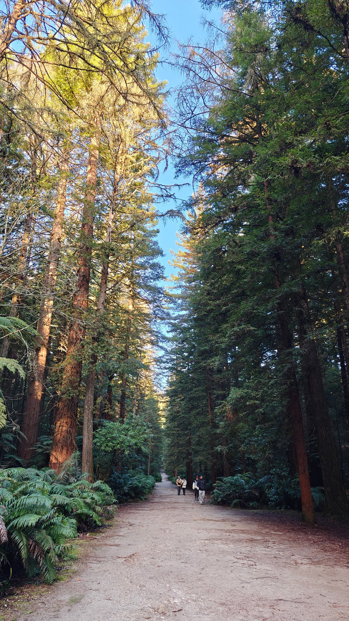A wide forest track running between redwoods with
