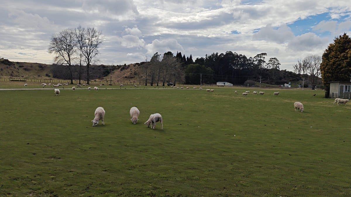 A wide paddock with sheep scattered and bare