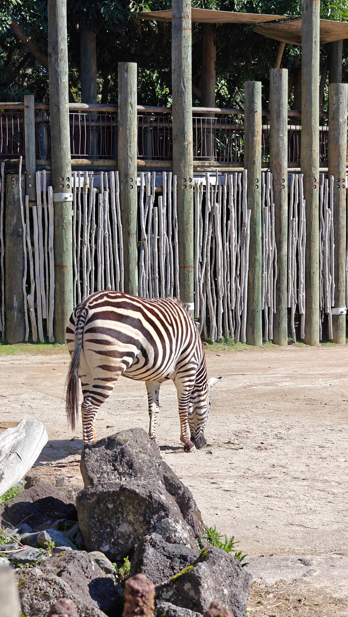 A zebra grazing in front of the timber