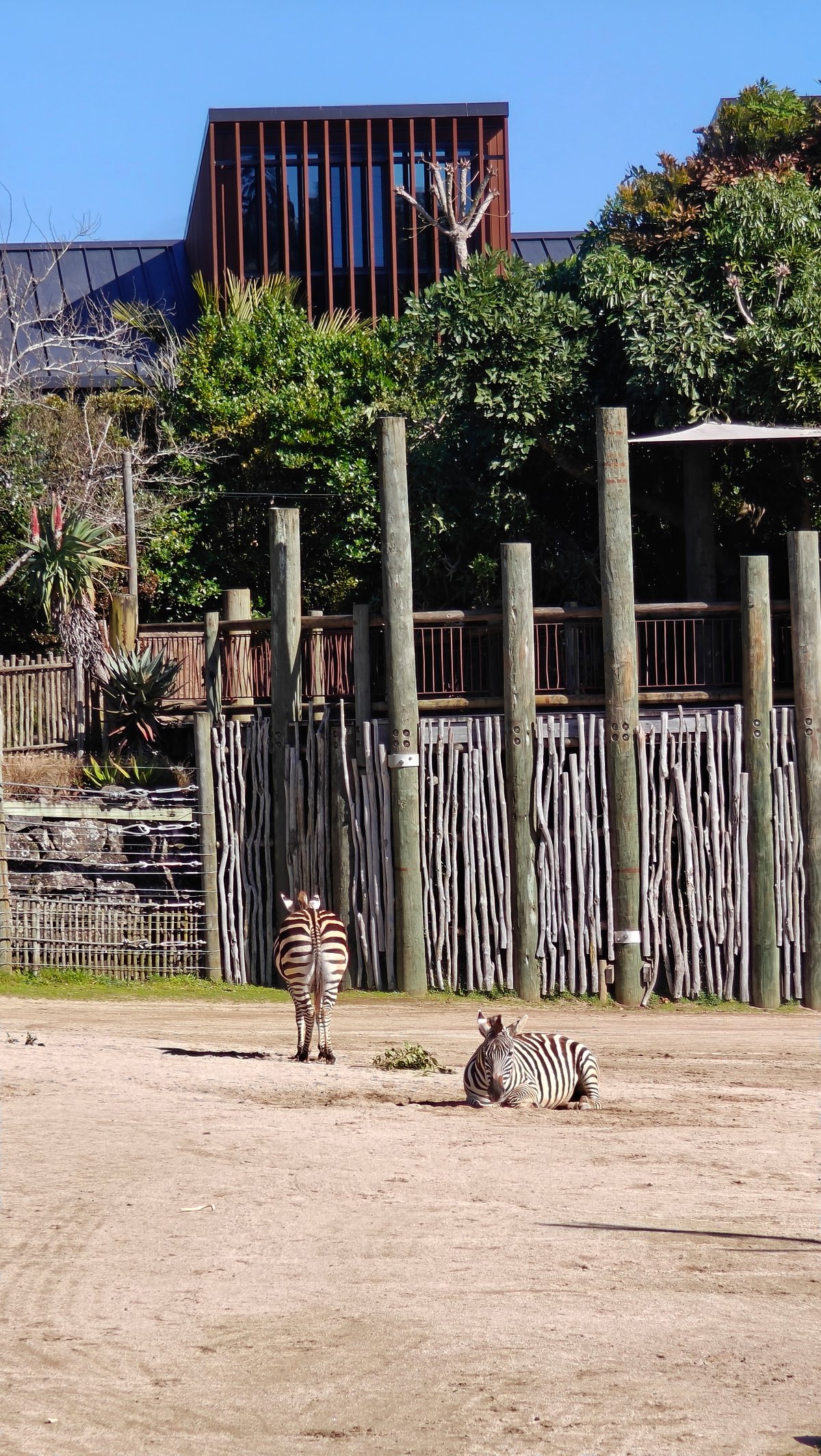 A zebra out in the enclosure with the