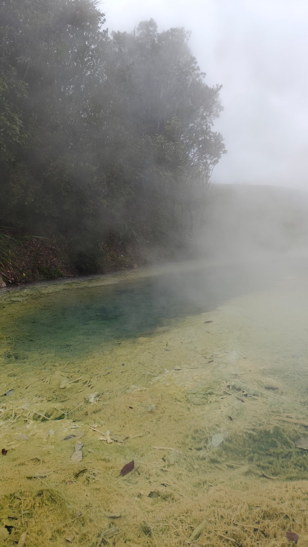 Algae-stained sinter at pool edge