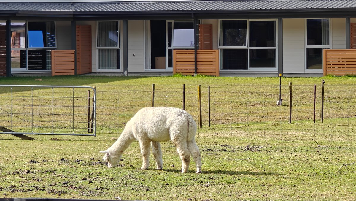 Alpaca grazing beside the motel