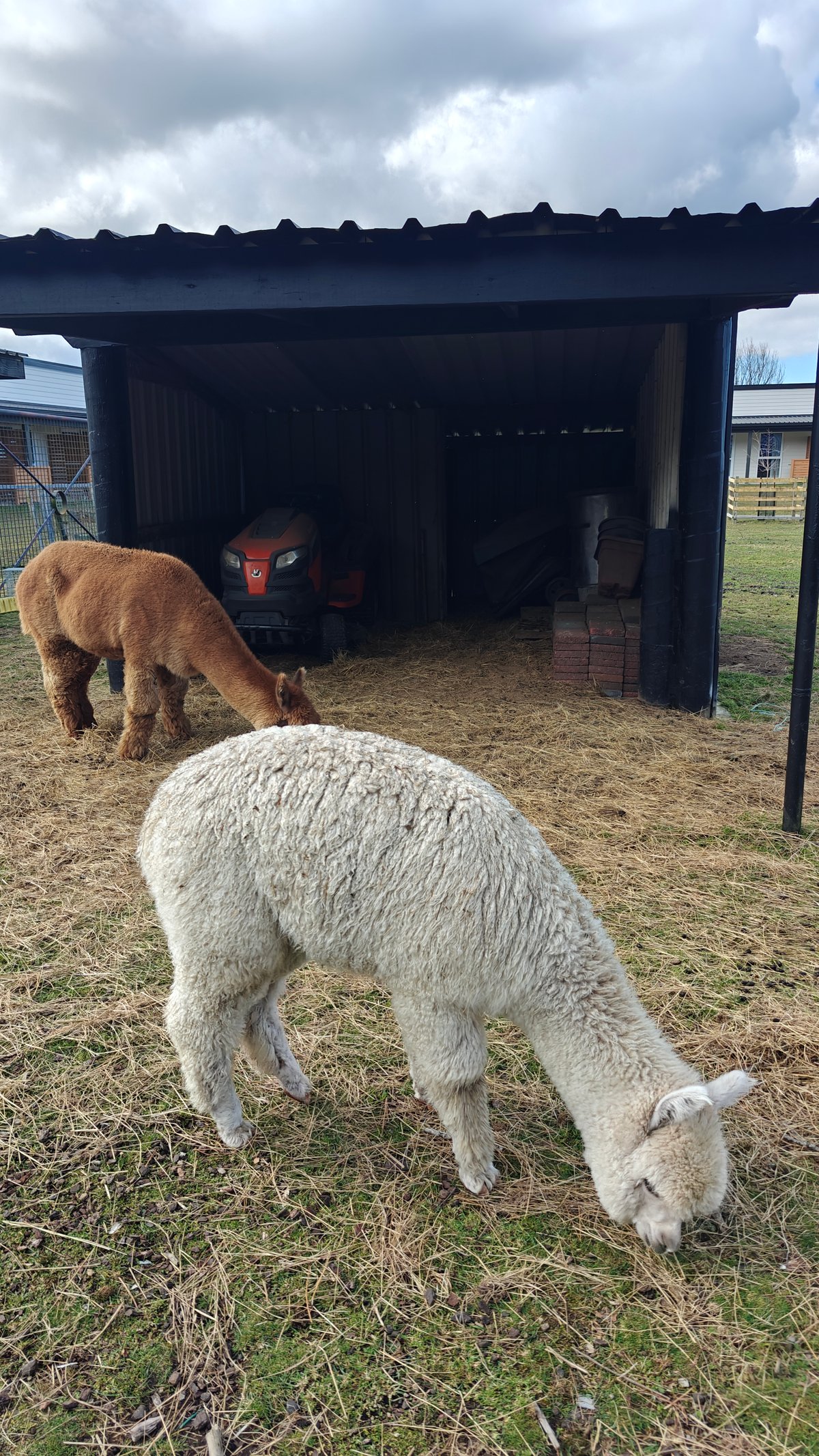 Alpaca grazing near its shelter