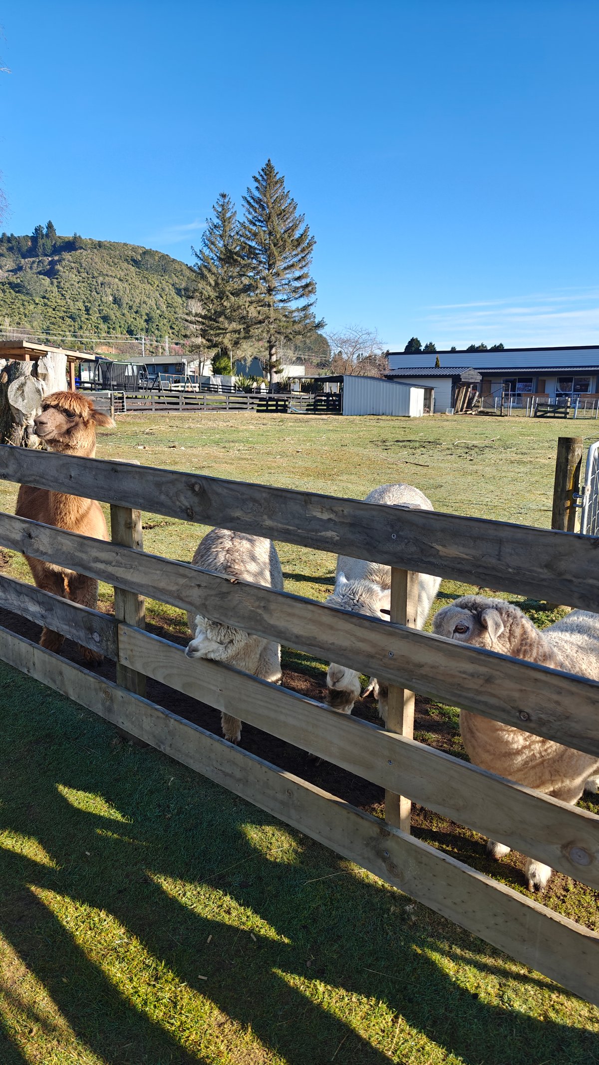 Alpacas crowded along the fence