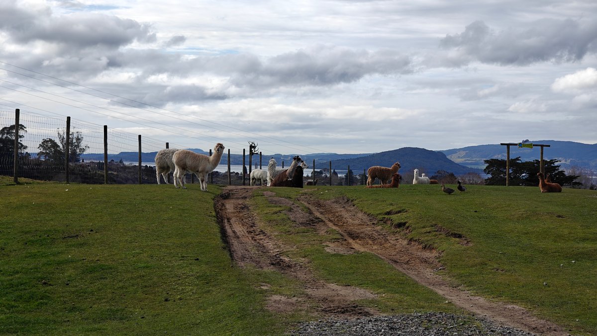 Alpacas gathered along the fence with the hills