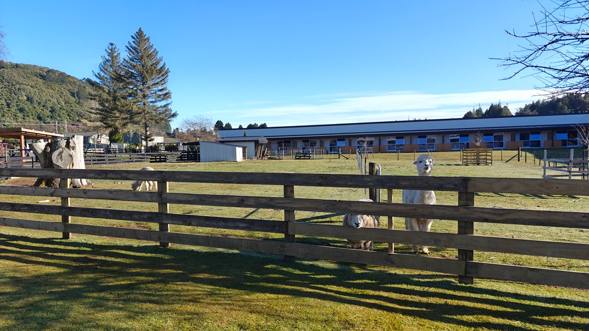 Alpacas grazing by the motel block
