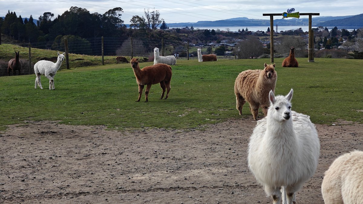 Alpacas in the yard with the lake showing