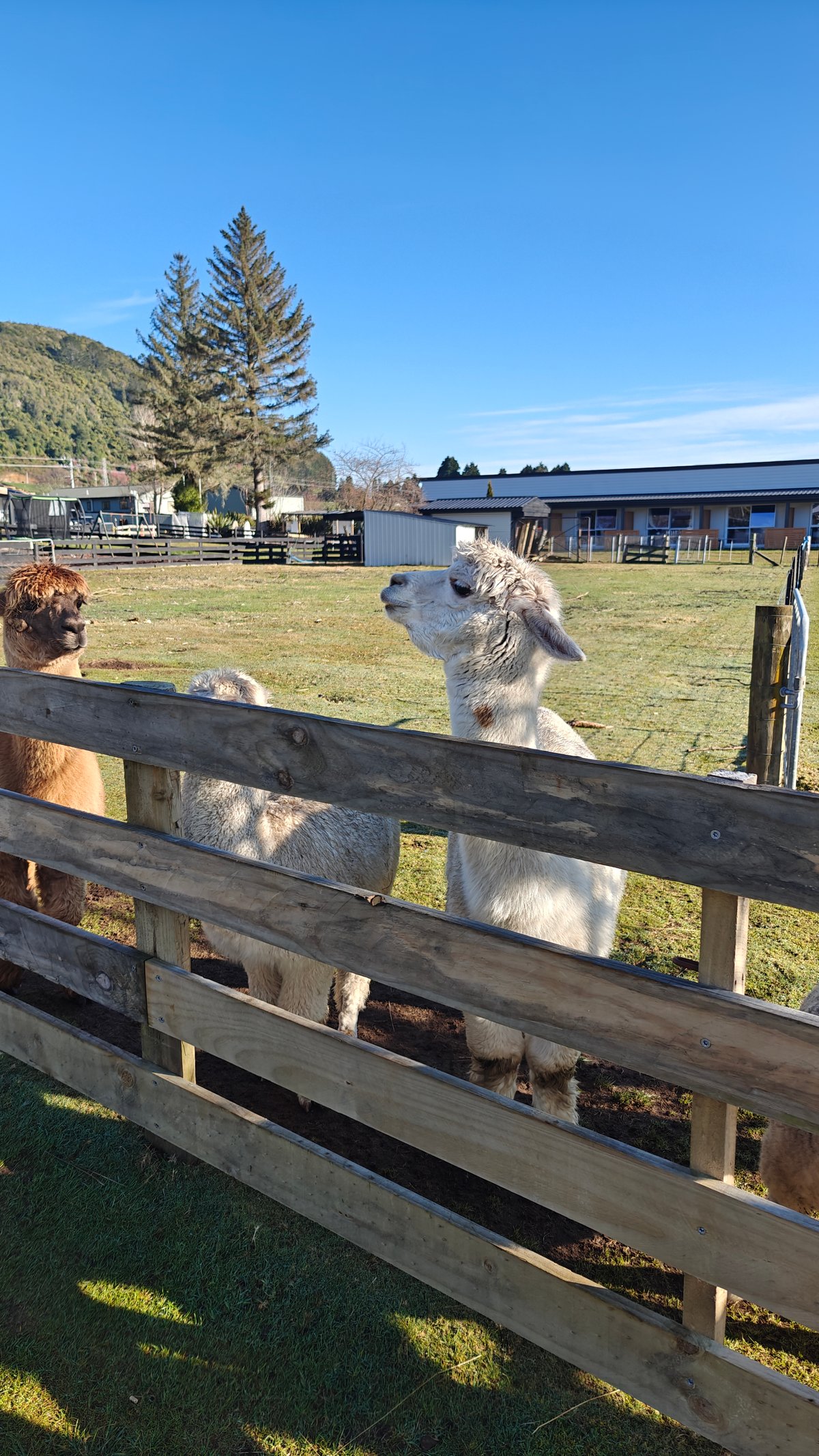 Alpacas looking over the fence