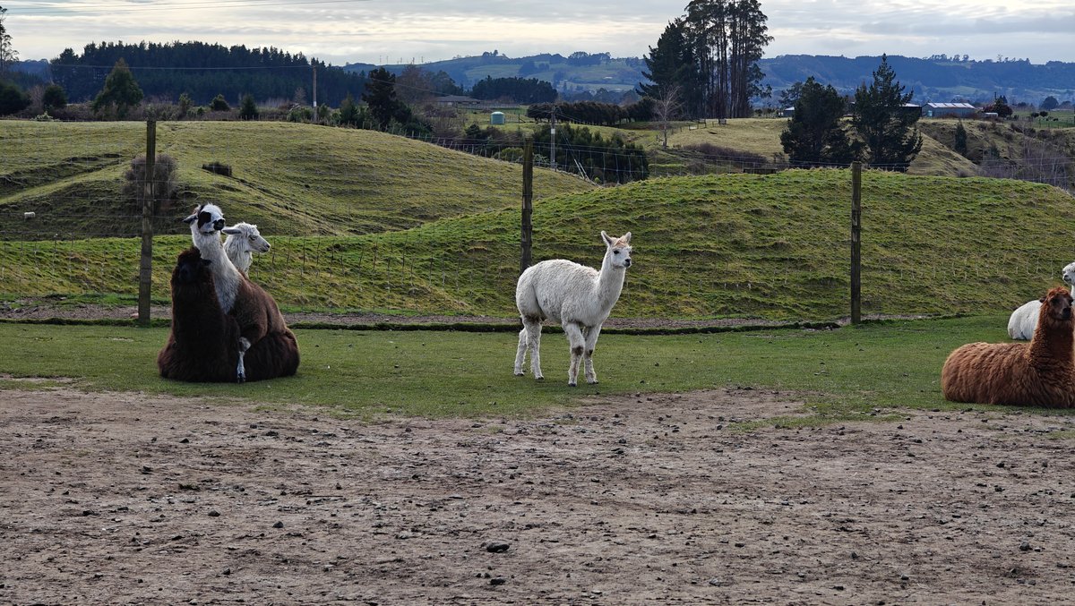 Alpacas sitting and standing together with the hills