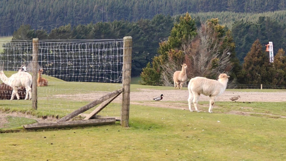Alpacas standing by the fence with the paddock