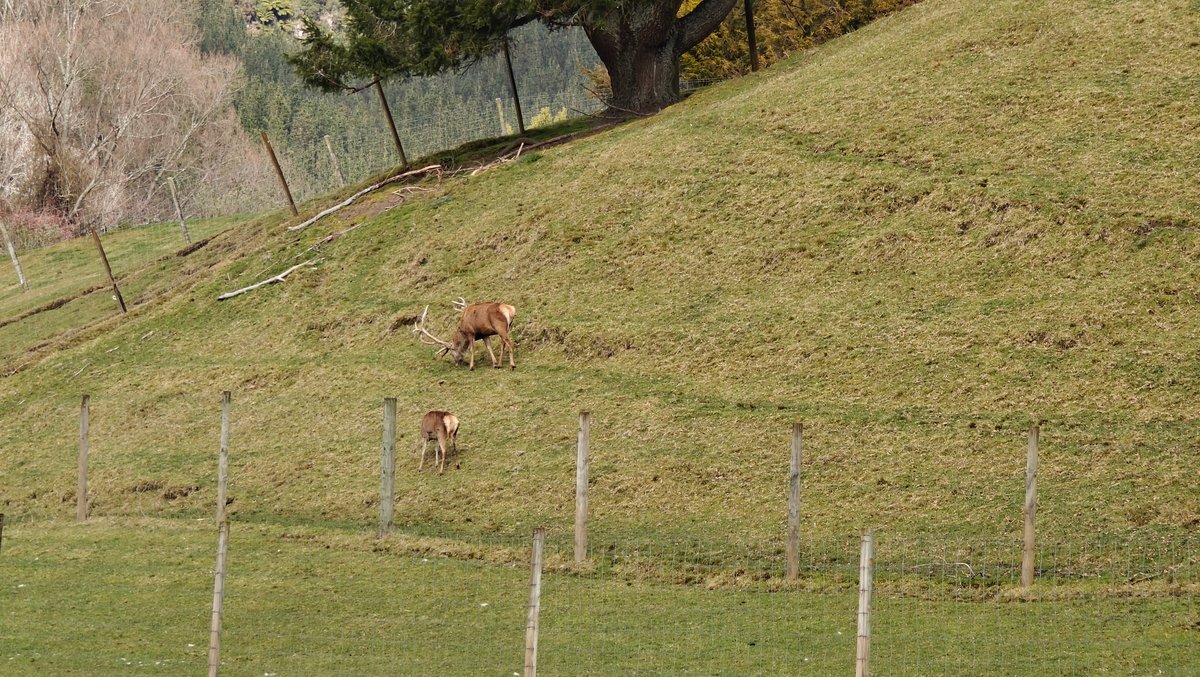 An alpaca standing on the hillside behind the
