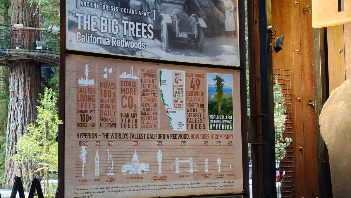 An information panel headed THE BIG TREES /